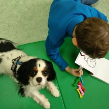 Zastosowanie wiedzy o komunikacji psów w kynoedukacji i dogoterapii.
