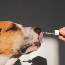 Wspomaganie terapii zaburzeń behawioralnych psów i kotów - Seminarium online