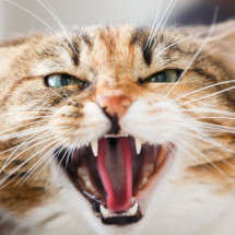 Agresja na tle bólowym u kotów - jak rozpoznać?