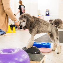 Warsztaty Praktyczne DogFitness - Rozgrzewka i Cool Down w psim treningu