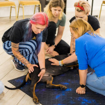 Warsztaty Praktyczne DogFitness - Świadomość ciała i łap