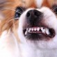 Terapia zaburzeń zachowania u psów: agresja, lękliwość, nadpobudliwość