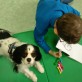 Zastosowanie wiedzy o komunikacji psów w kynoedukacji i dogoterapii