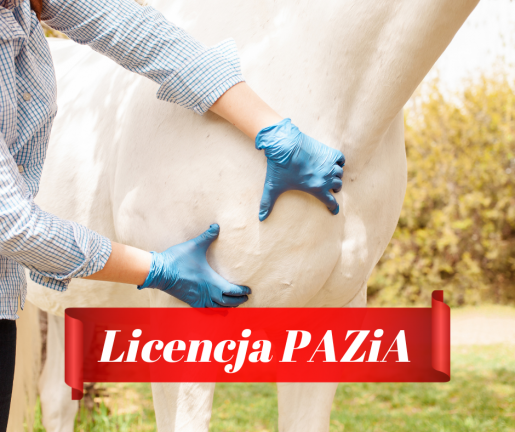 Kurs masażu koni 