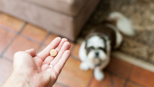 Podstawy farmakoterapii zaburzeń zachowania psów i kotów