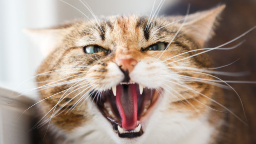 Agresja na tle bólowym u kotów - jak rozpoznać?