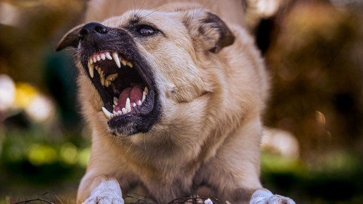 Agresja na tle bólowym u psów - jak rozpoznać?