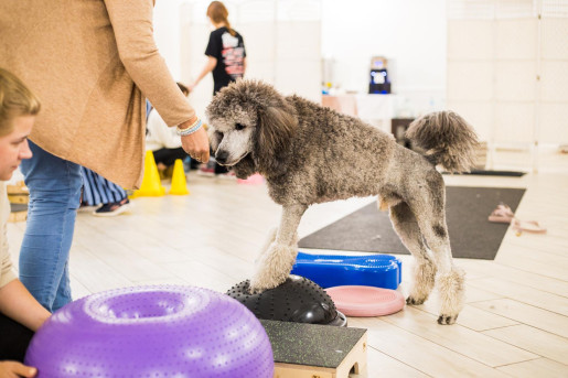 Warsztaty Praktyczne DogFitness - Rozgrzewka i Cool Down w psim treningu